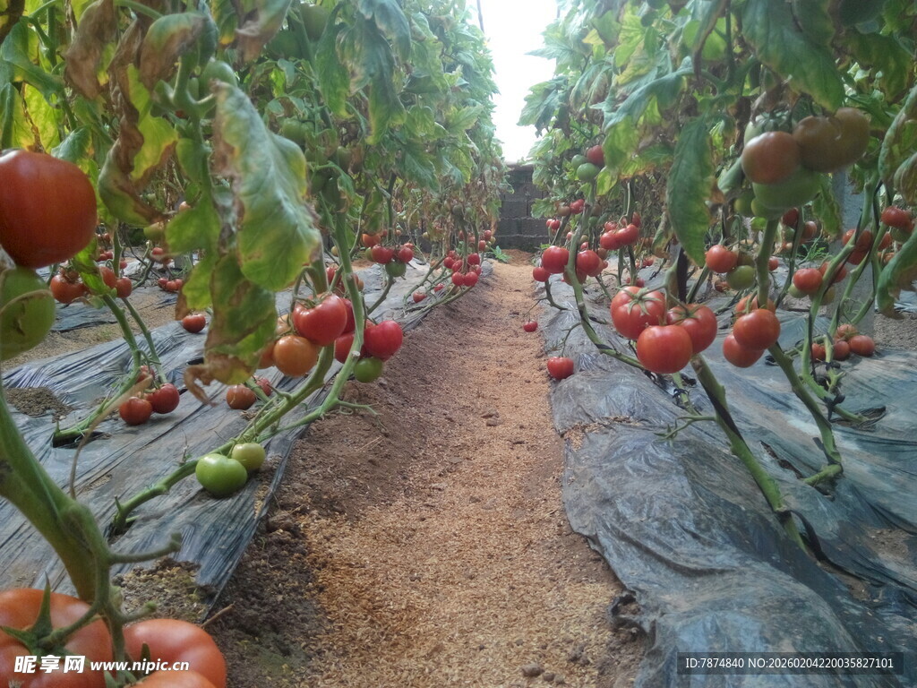 番茄种植园的丰收景象