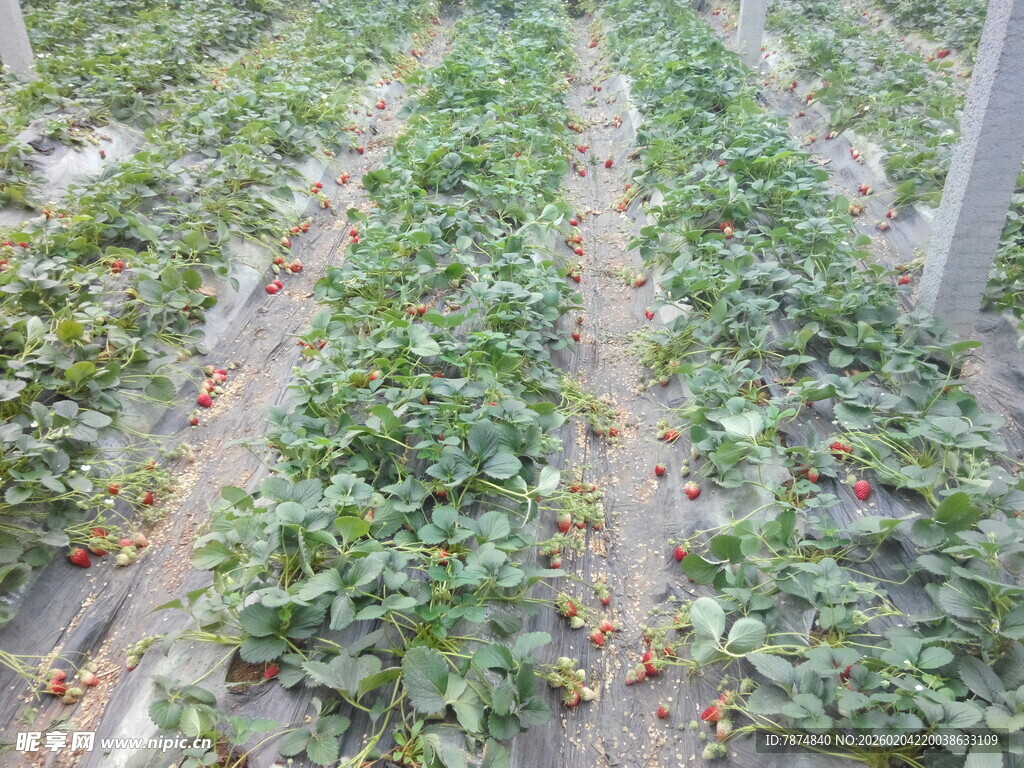 草莓种植园的繁茂景象