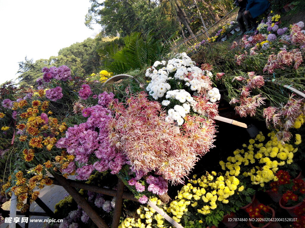 多彩花卉装点的美丽景致
