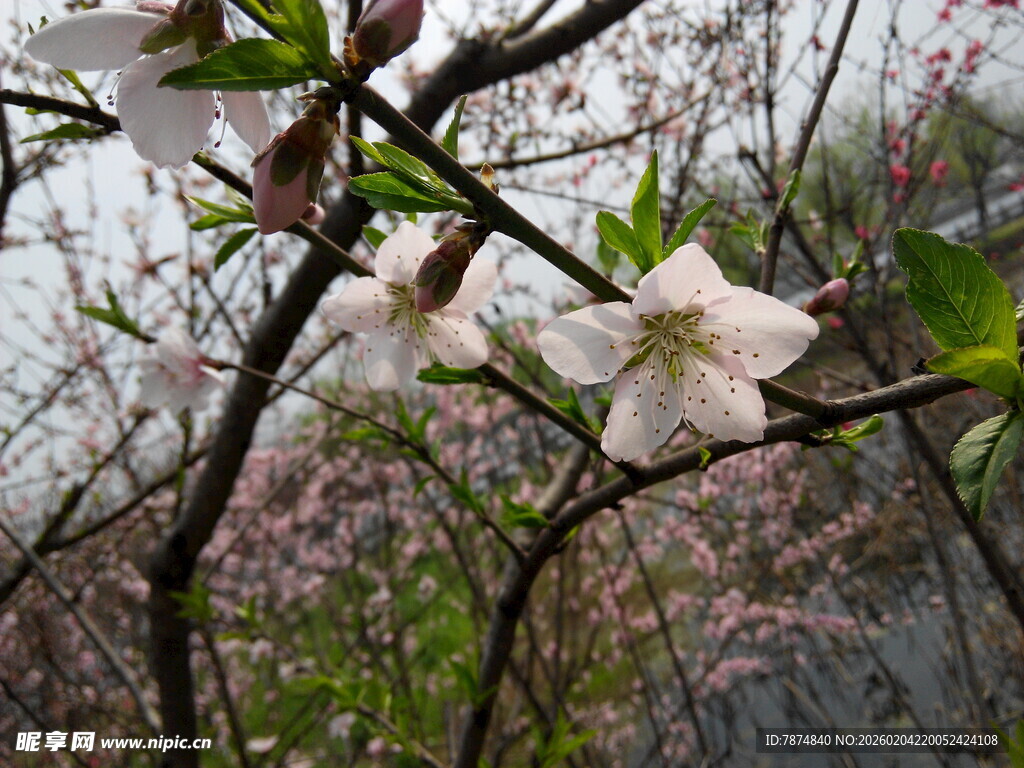 枝头绽放的素雅白色花朵