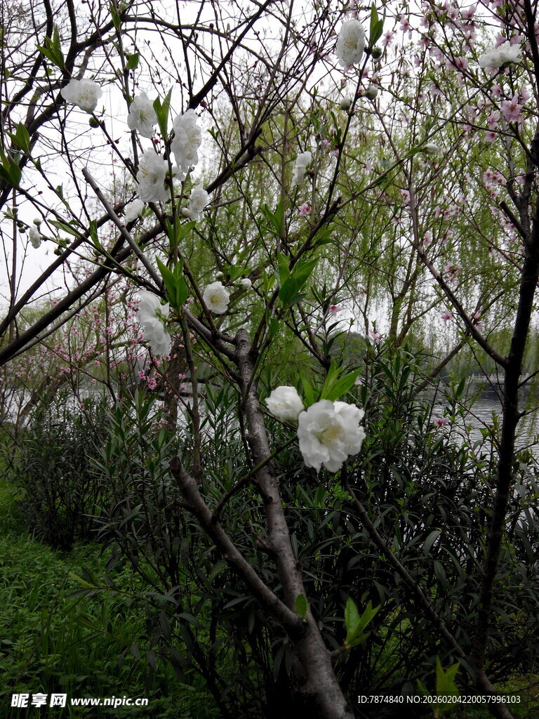 枝头绽放的洁白花朵