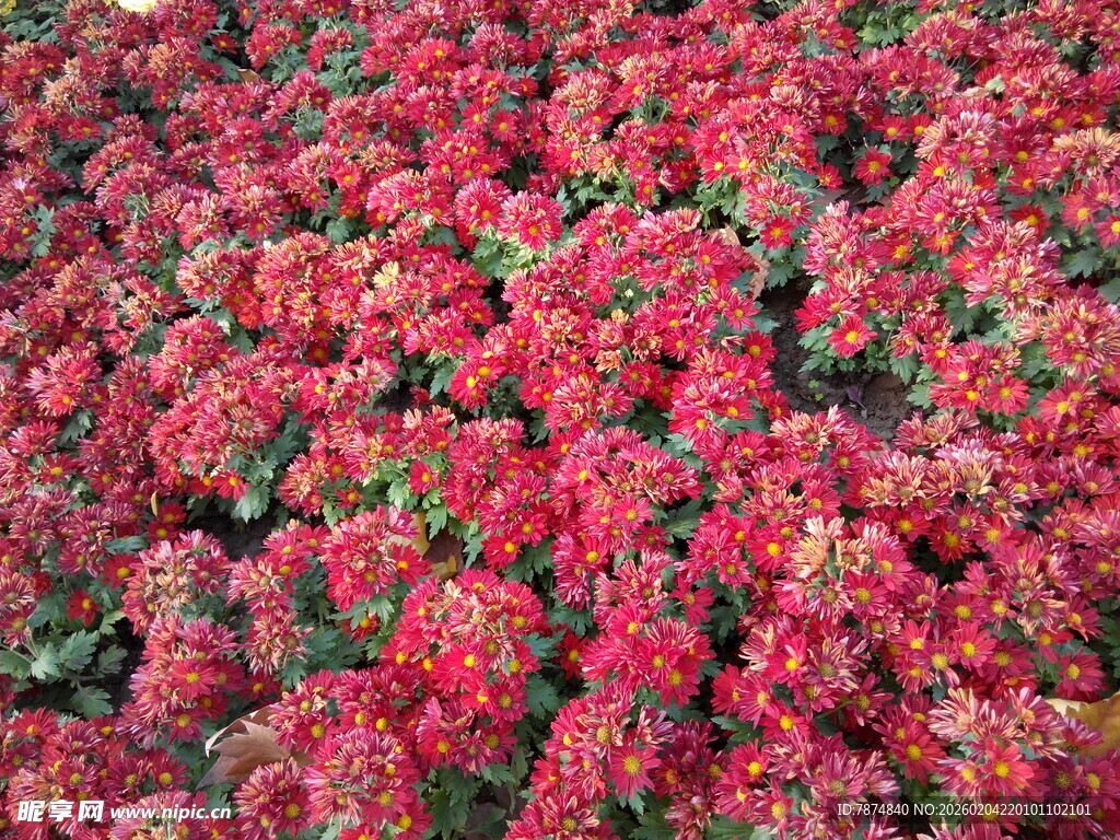 艳丽红菊花海