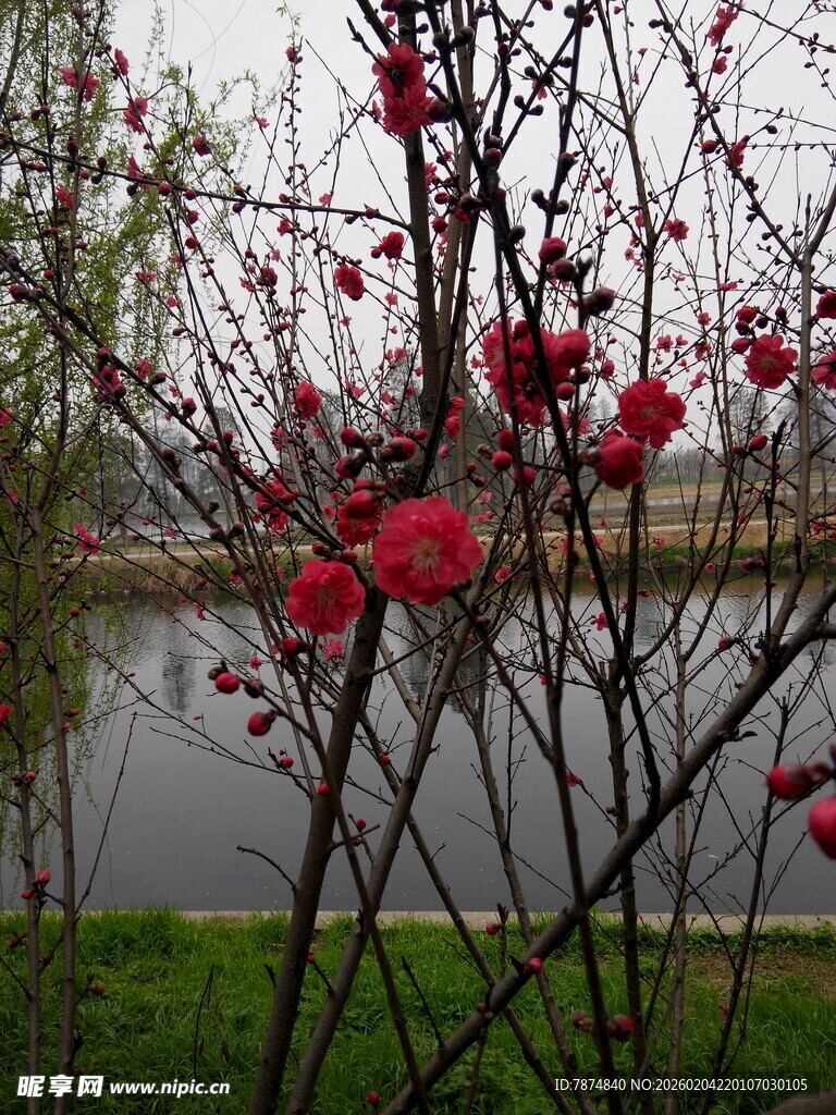 枝头绽放的娇艳红花朵