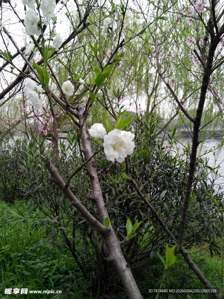 湖畔绽放的白色花枝