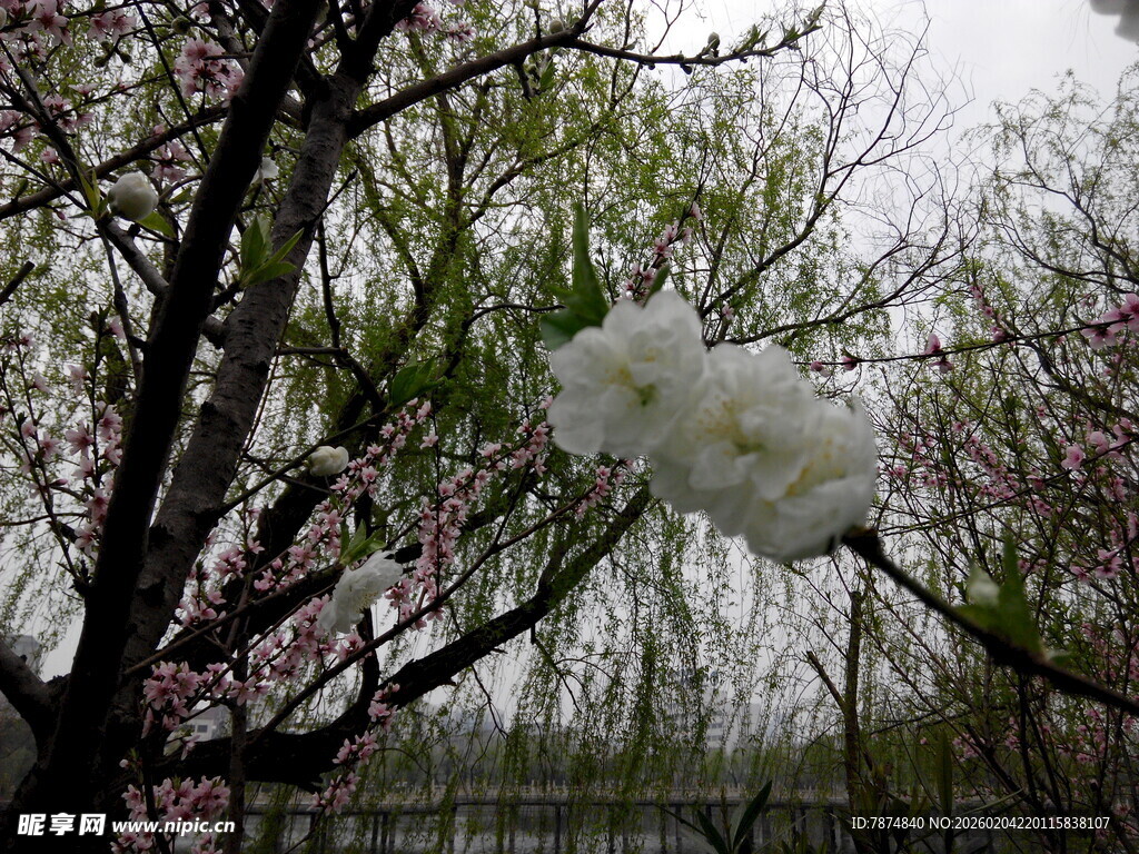 枝头绽放的洁白花朵