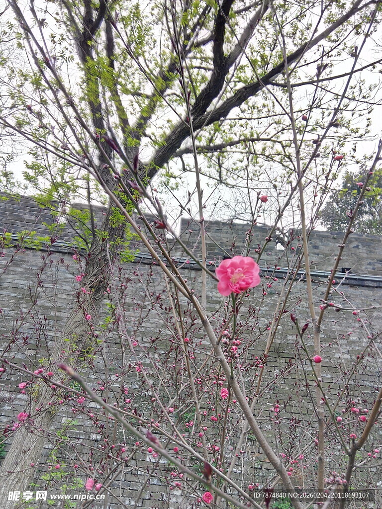 枝头绽放的娇艳粉色花朵