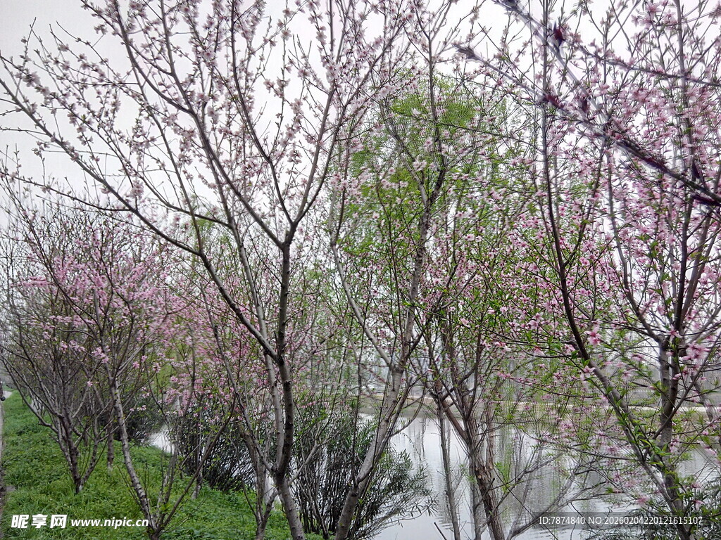 春日繁花盛开的河畔景致
