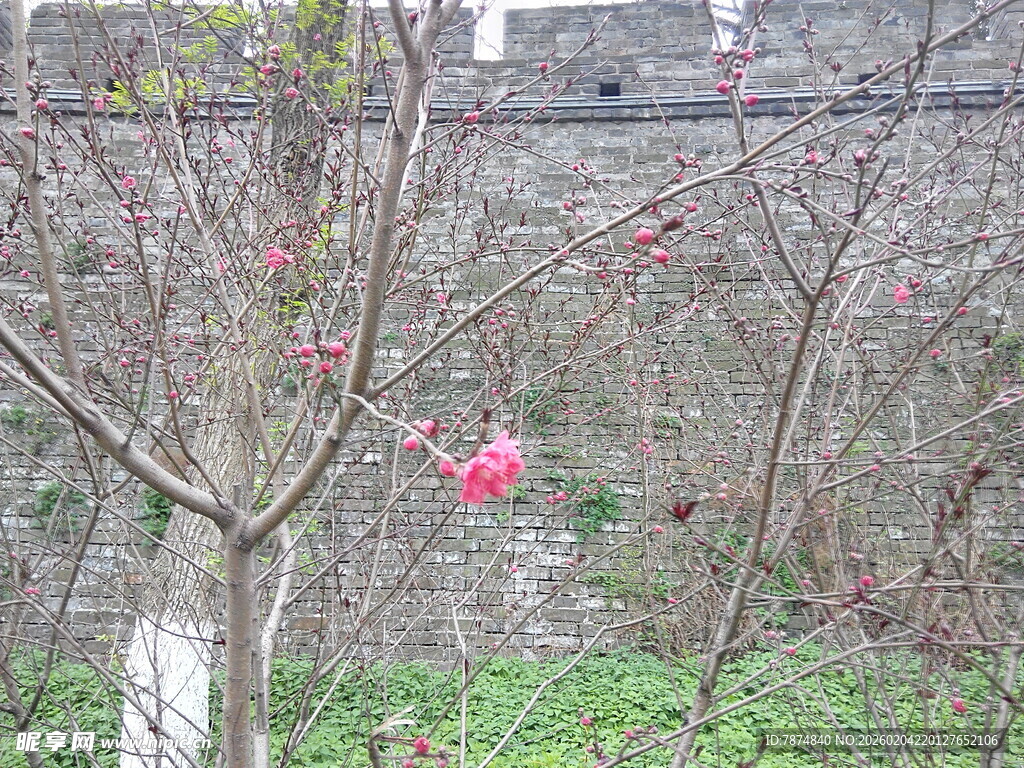 墙边绽放的娇艳粉色花朵