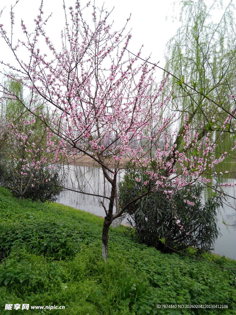 河畔绽放的粉嫩桃花