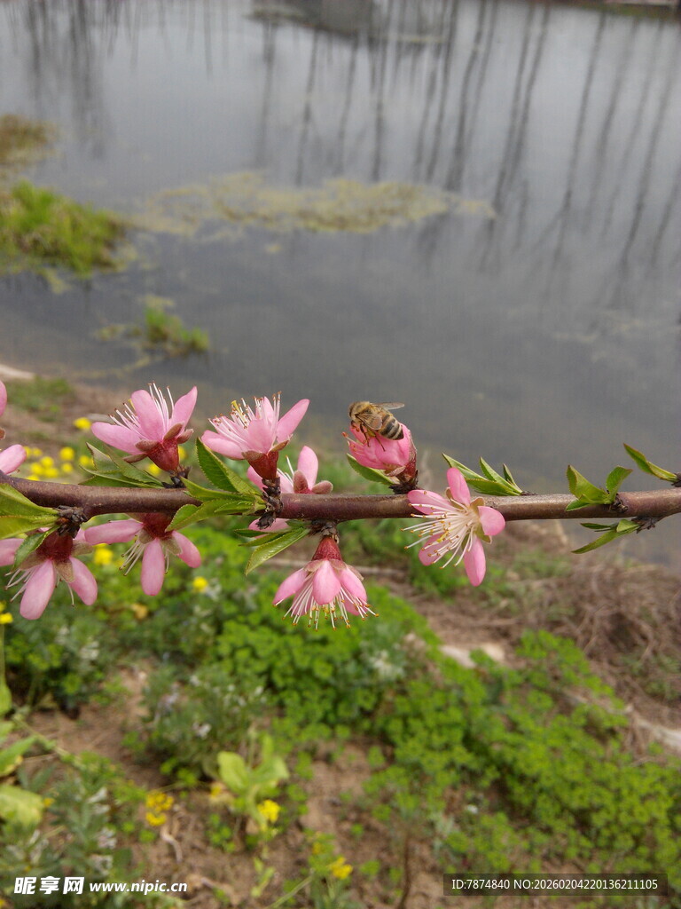 湖畔绽放的粉嫩花枝