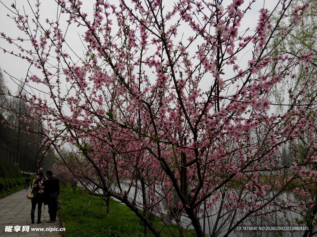 春日繁花下的漫步身影