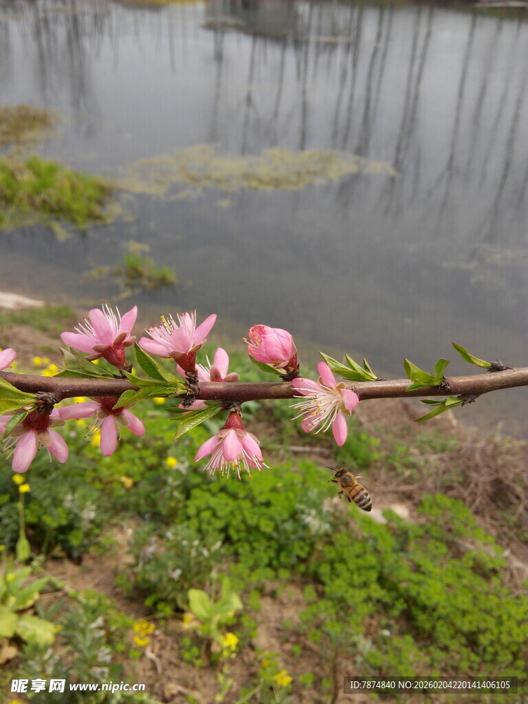 湖畔绽放的粉嫩花枝
