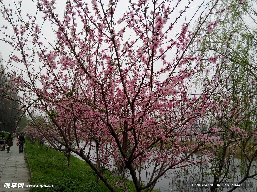 河畔盛开的烂漫粉色桃花