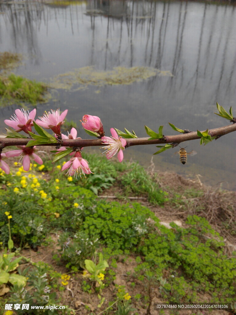 湖畔花枝绽放的春日美景