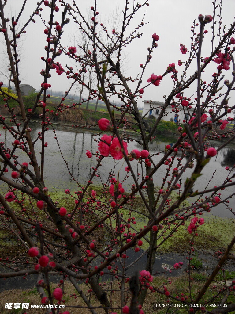 湖畔红梅绽放