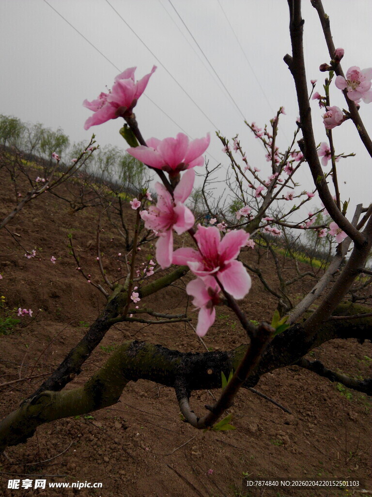 枝头绽放的粉嫩桃花