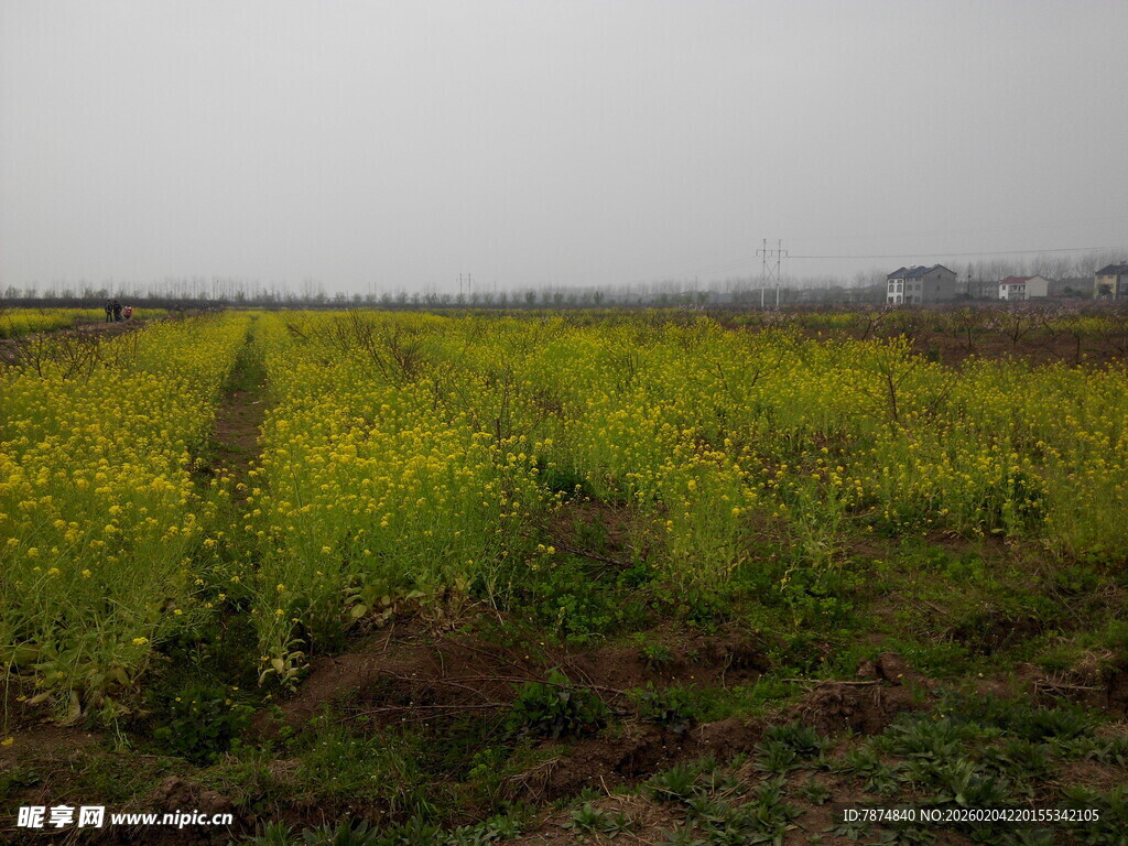 田野中的灿烂黄色花田