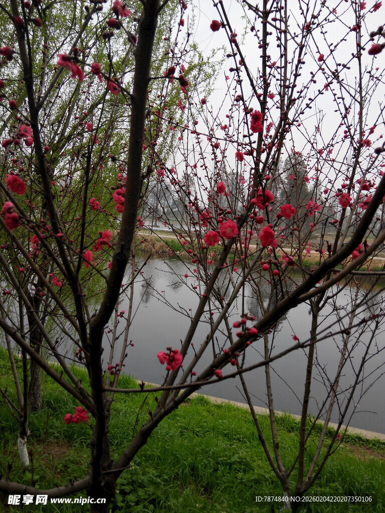 河畔绽放的艳丽花枝