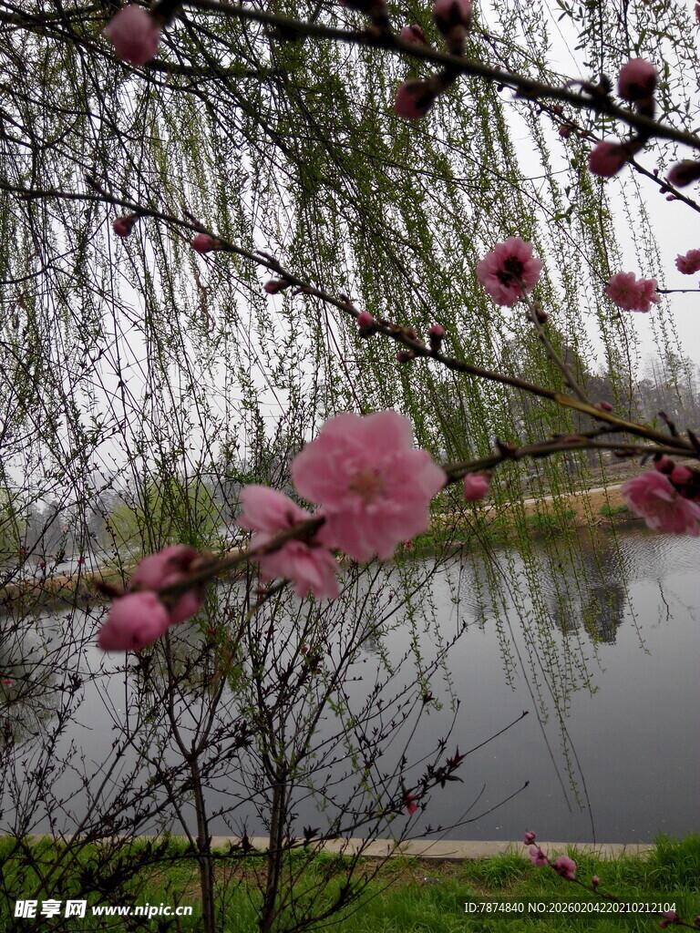 湖畔柳垂桃花艳
