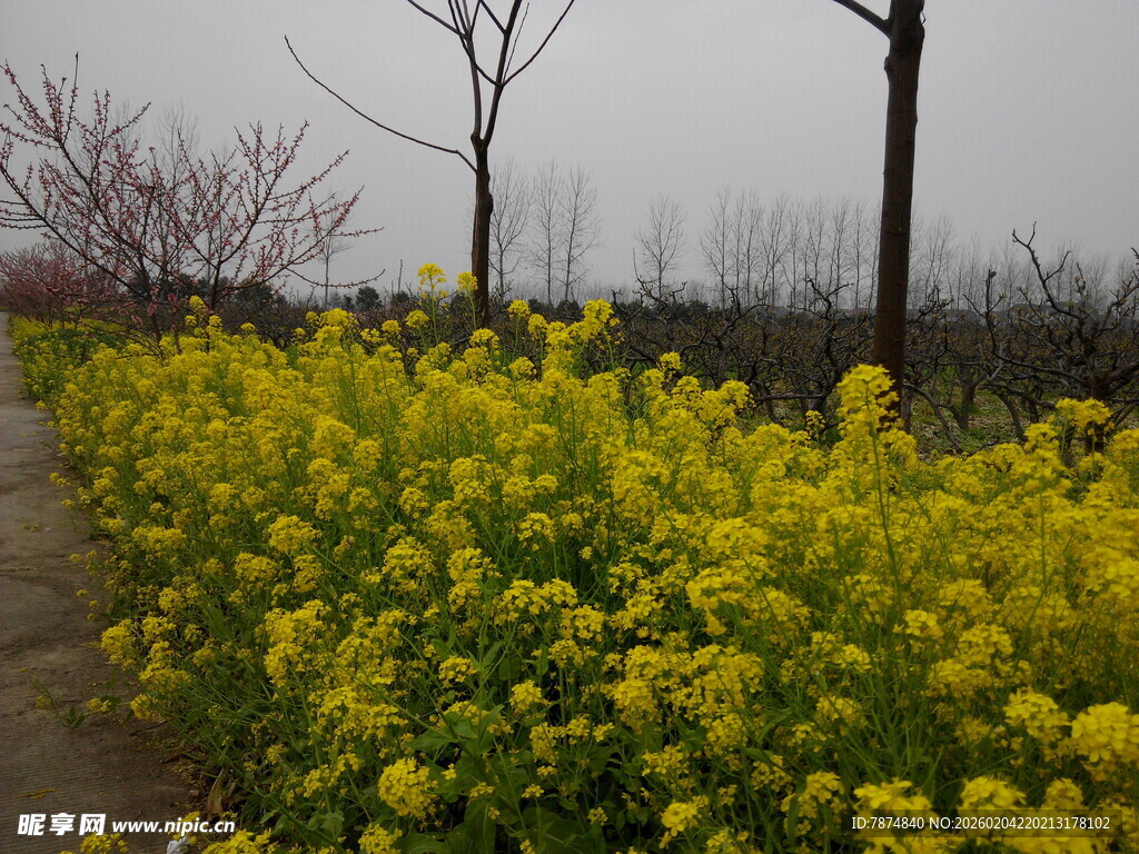 春日油菜花田小道美景