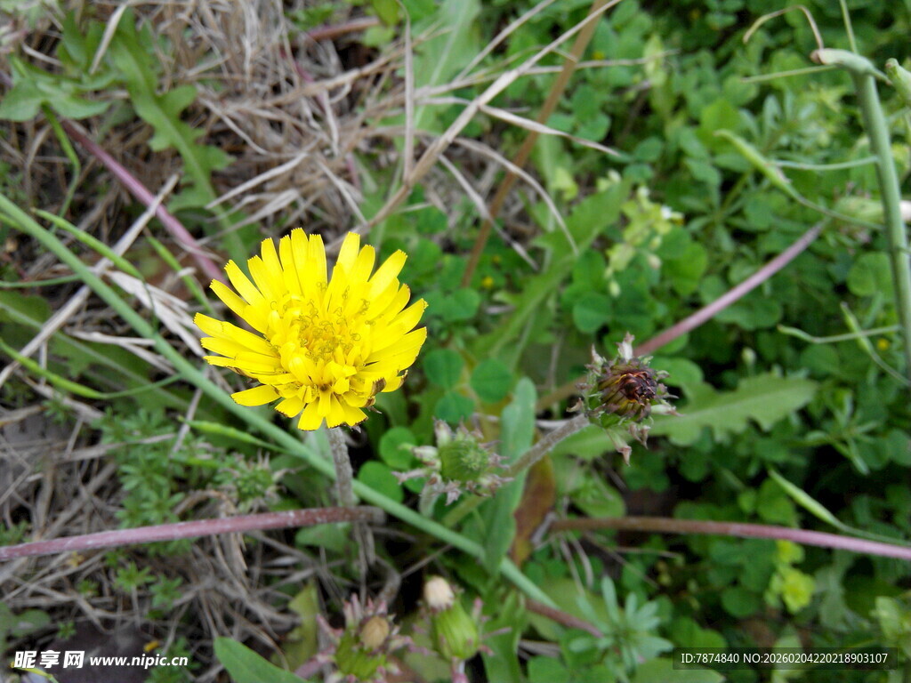 草丛中的黄色小花