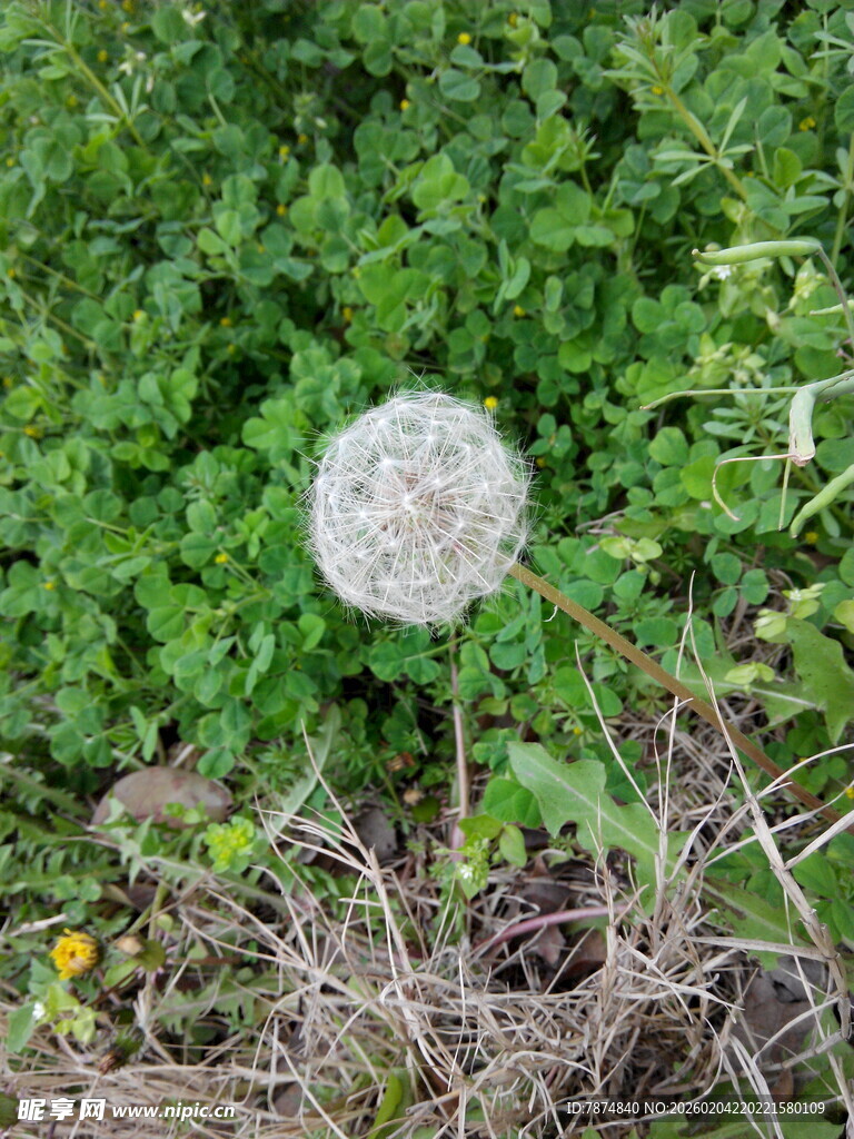 草丛中的白色蒲公英
