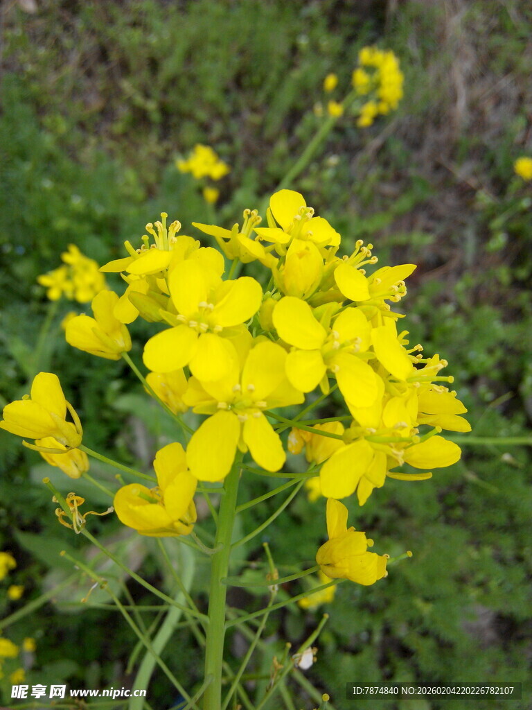 绽放的黄色小花