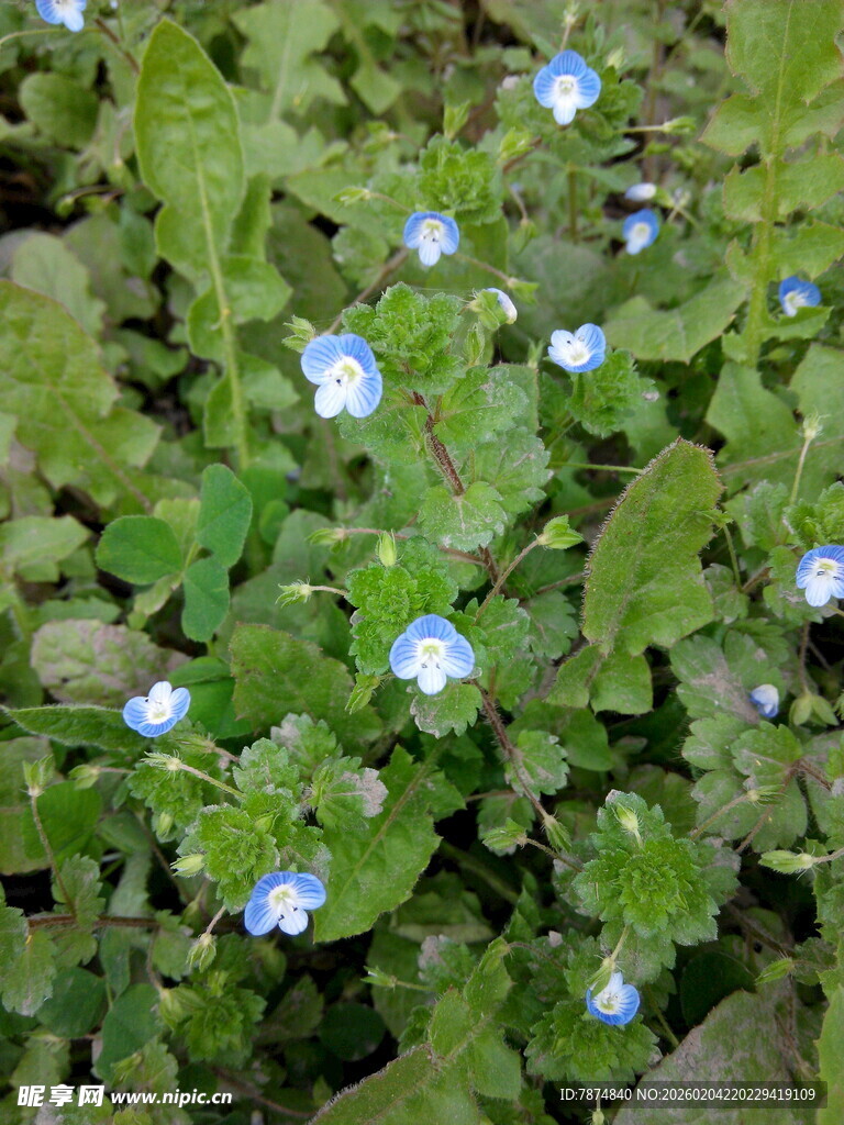 蓝白小花点缀绿色草丛