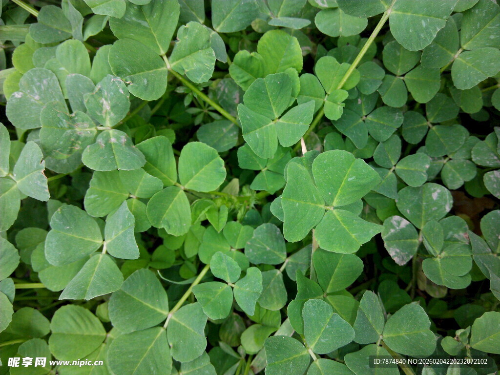 翠绿三叶草植物特写