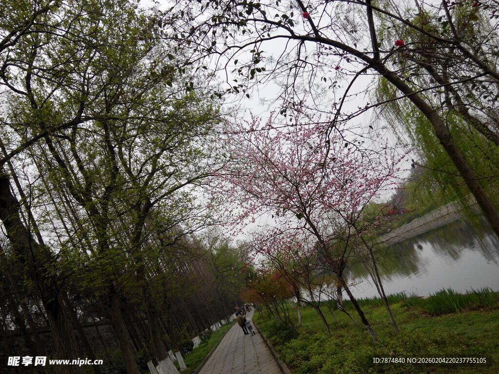 春日湖畔樱花小道美景