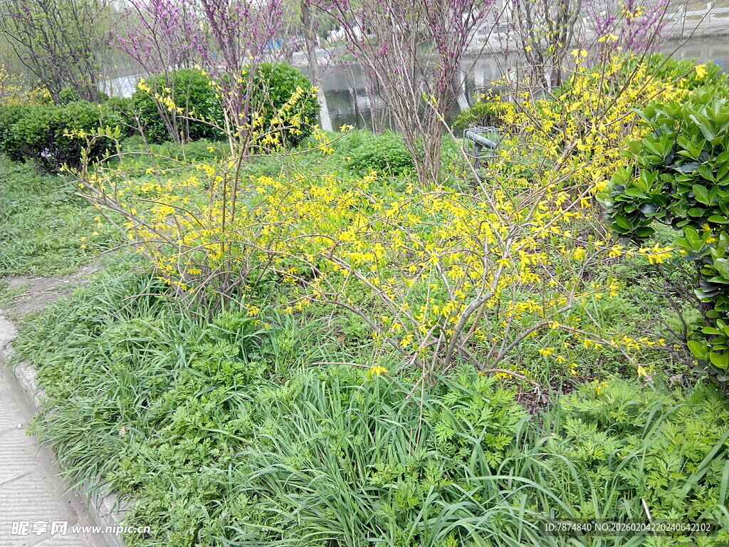 春日花园绿植花卉景致
