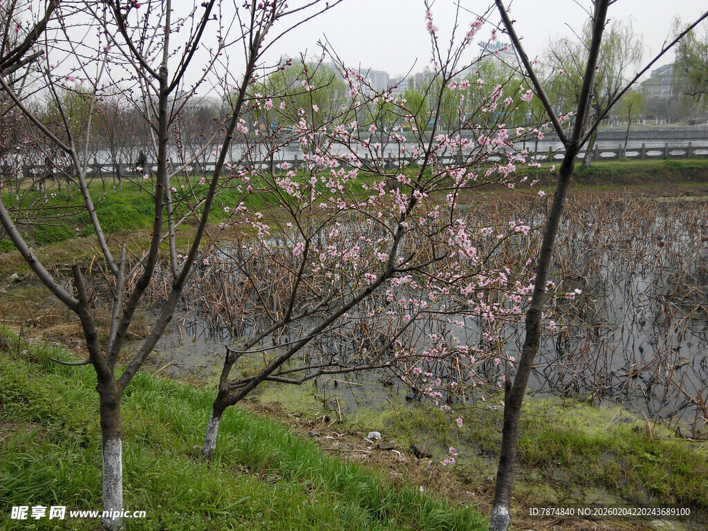 春日河畔绽放的粉嫩花枝