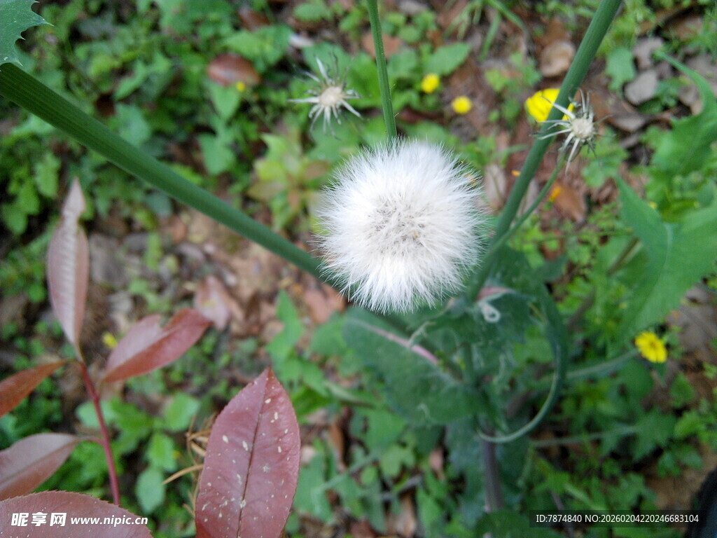 草地上的白色蒲公英