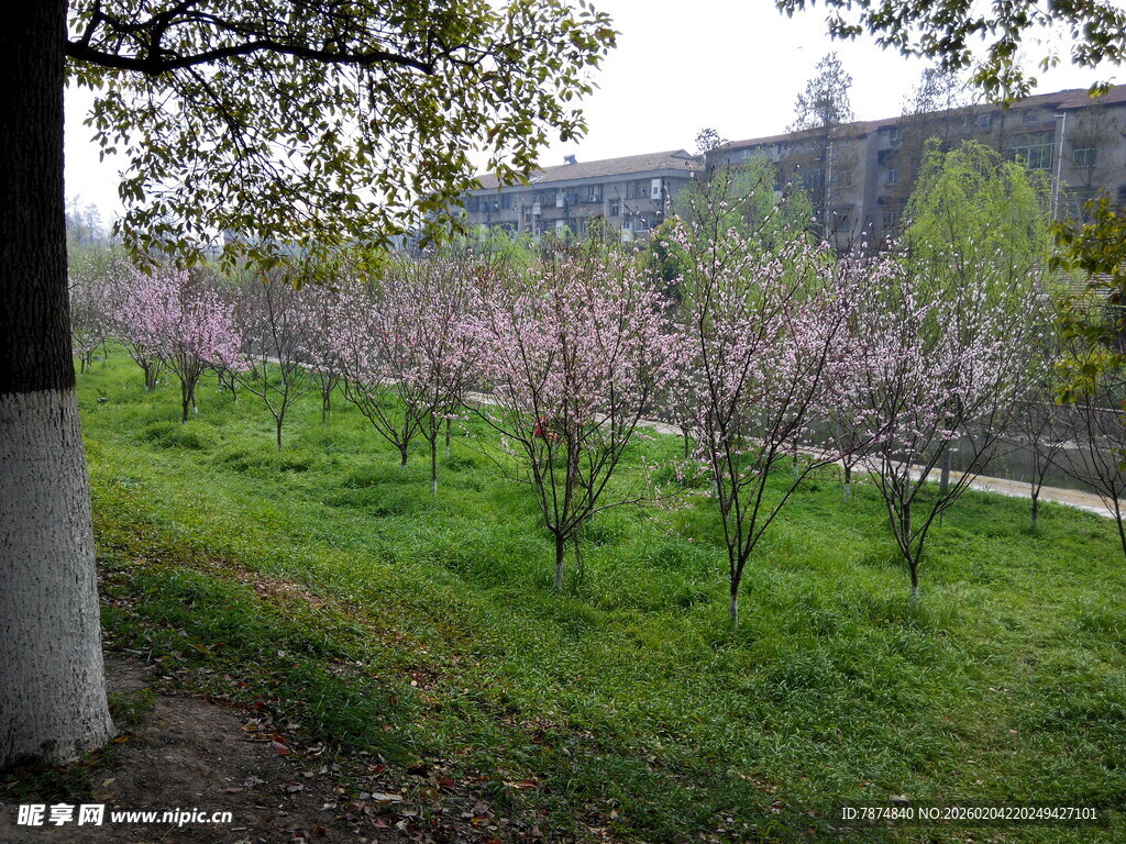 春日繁花盛开的绿地景观
