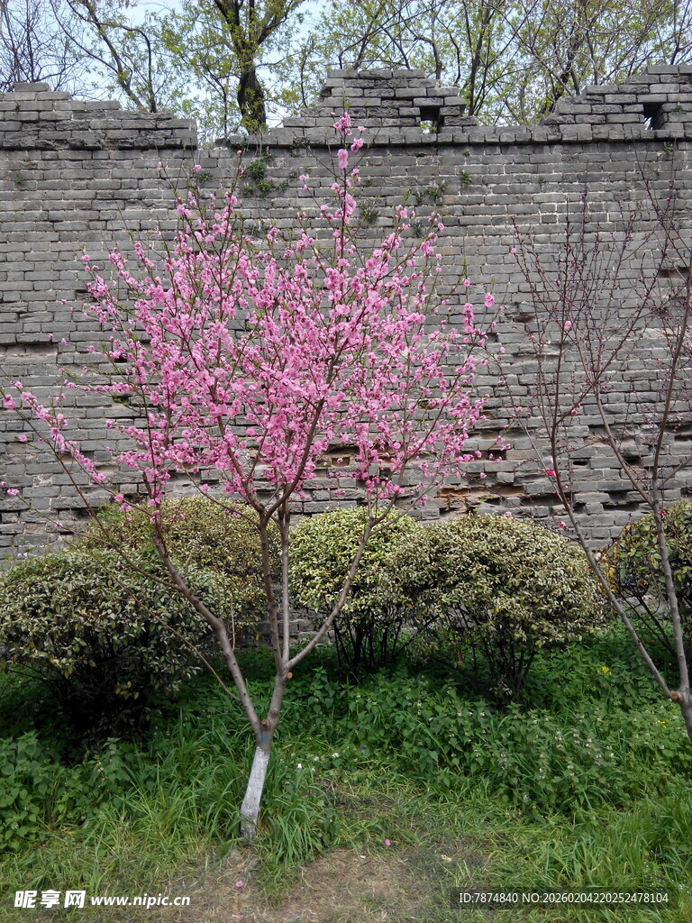 墙边绽放的粉嫩桃花