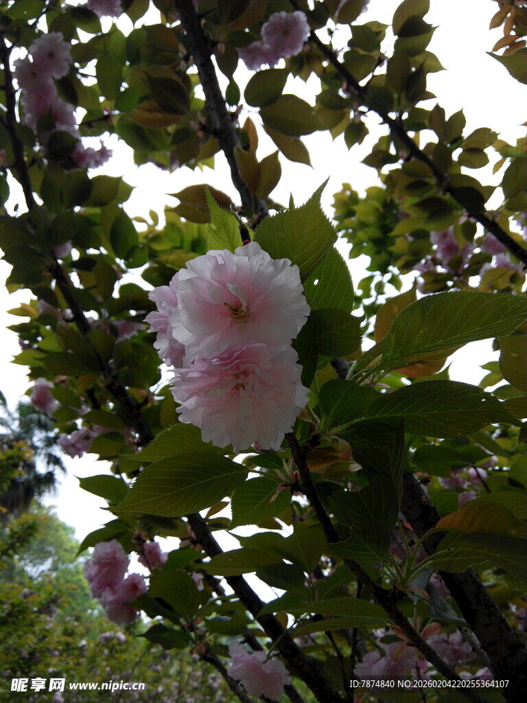 枝头绽放的柔美粉色花朵