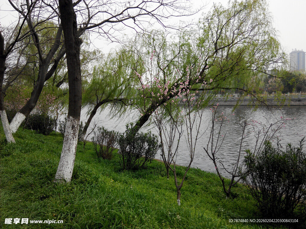 湖畔春景 垂柳绿草映碧水