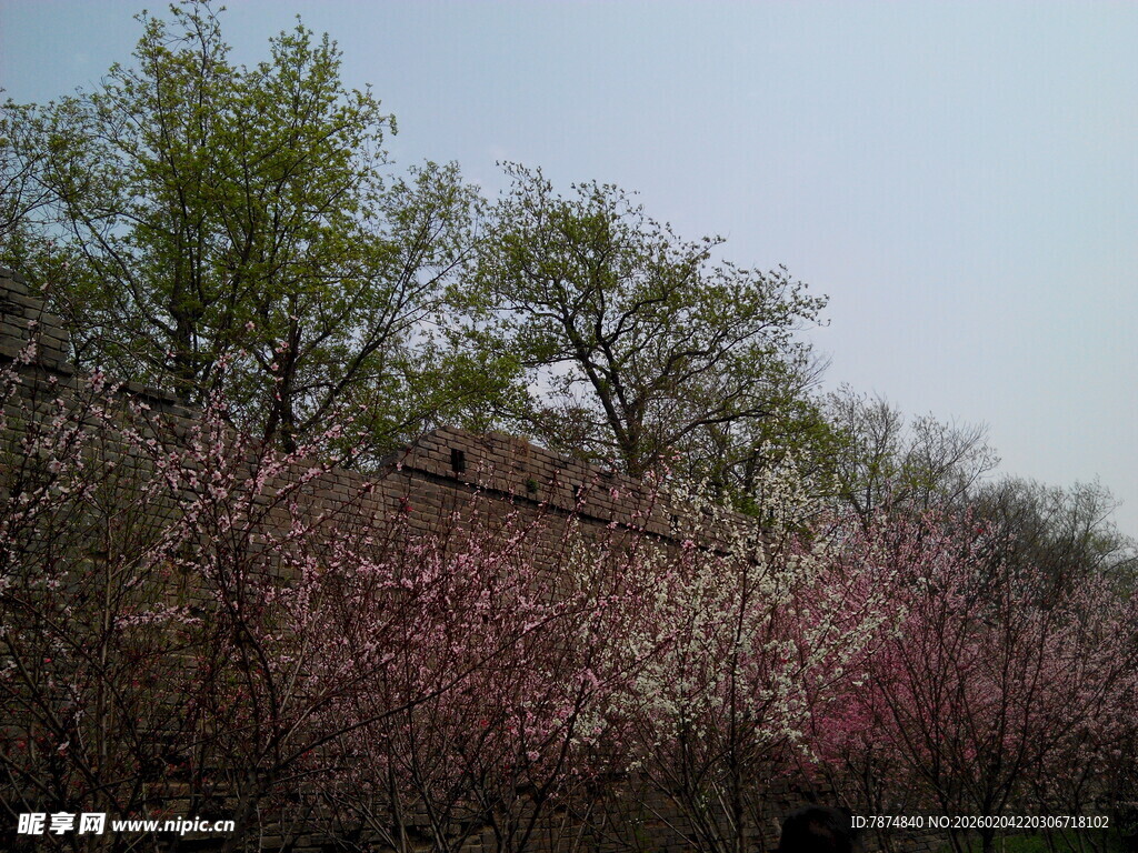 春日繁花盛开的树林