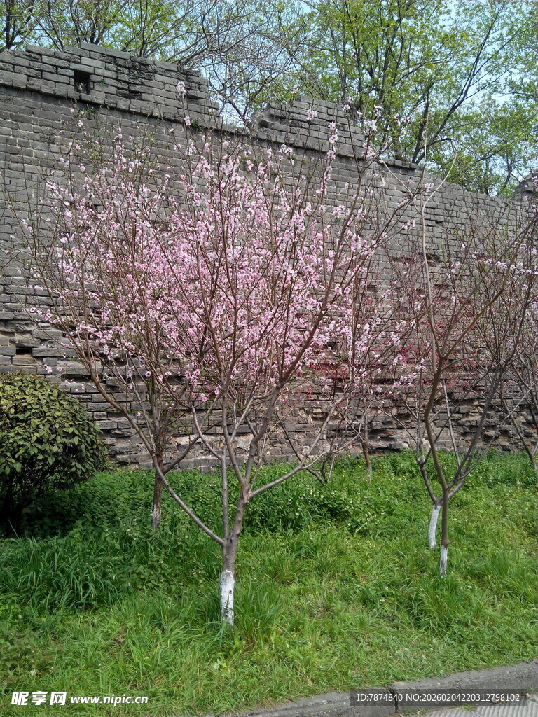 墙边绽放的粉嫩桃花