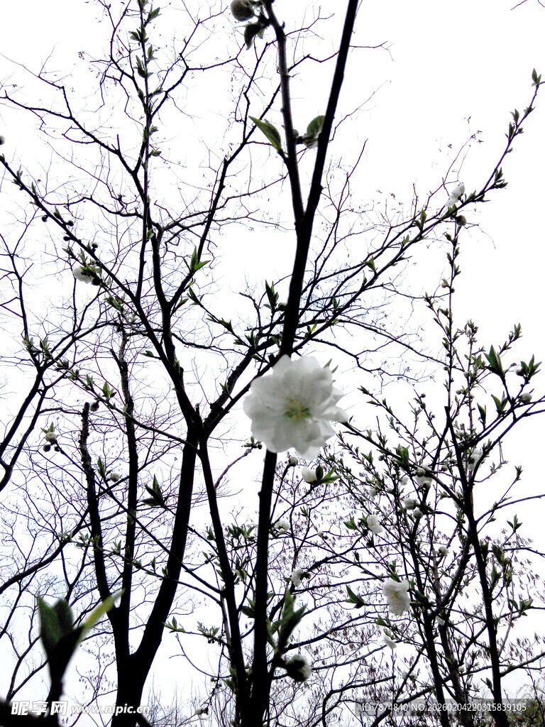 枝头覆雪的冬日树木景象