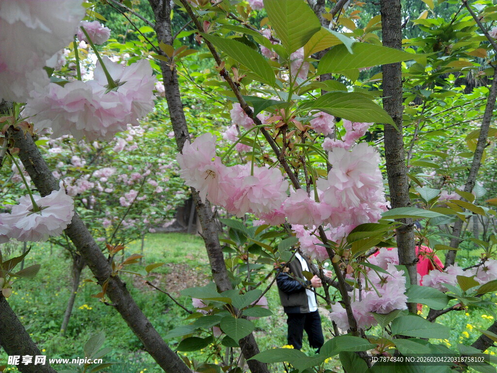 春日烂漫樱花林