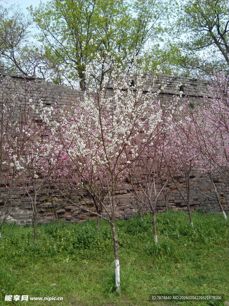 春日绽放的烂漫粉色花树