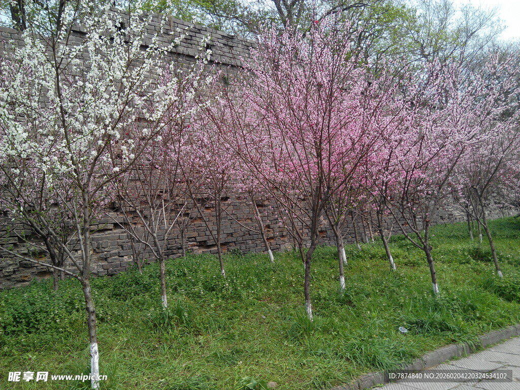 春日繁花盛开的林间小道