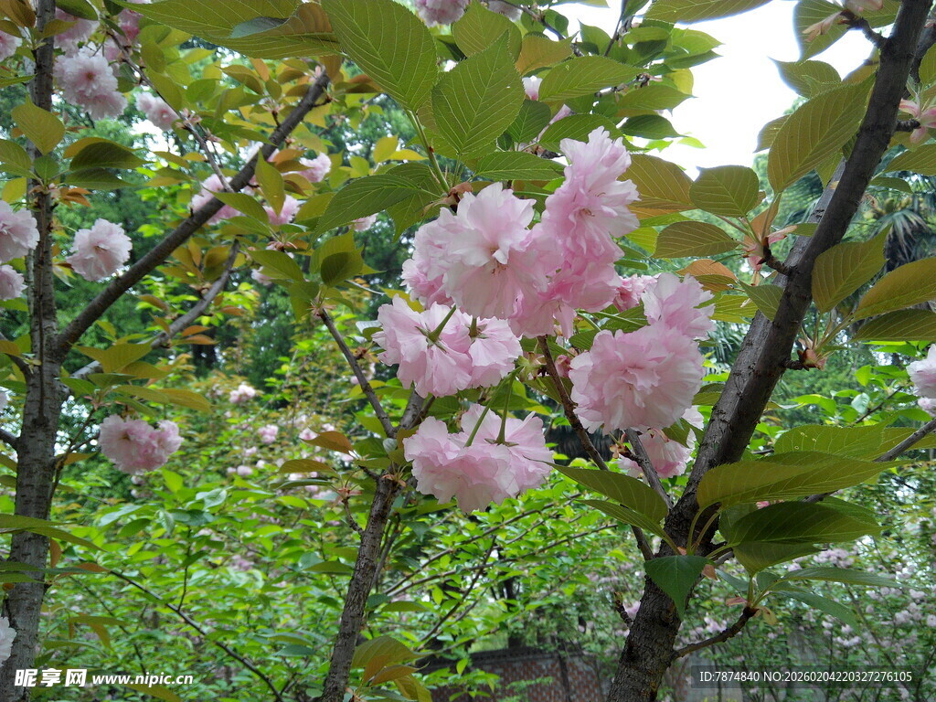 枝头绽放的粉嫩樱花