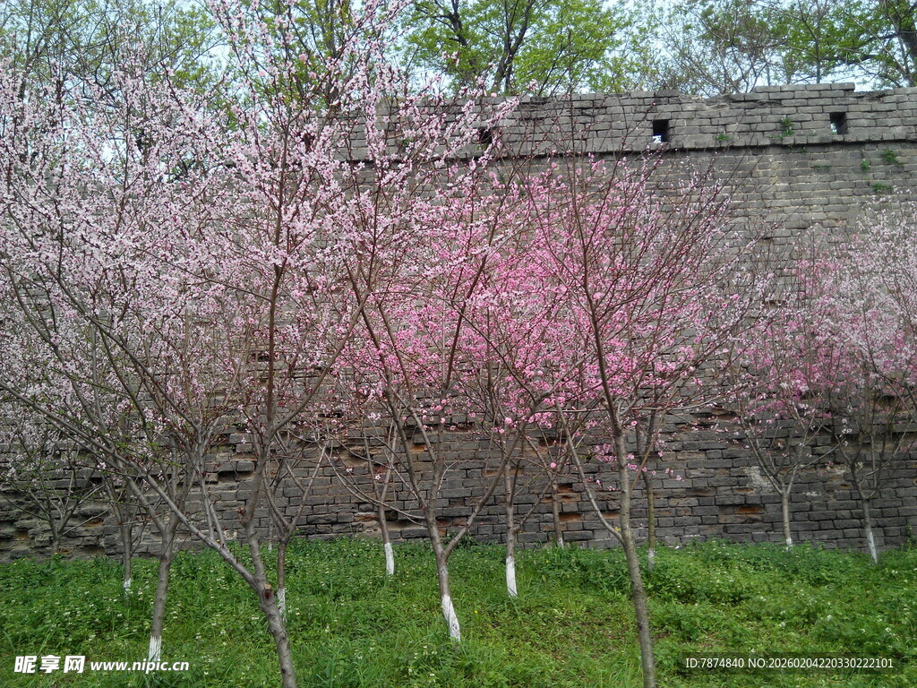 城墙边绽放的烂漫桃花