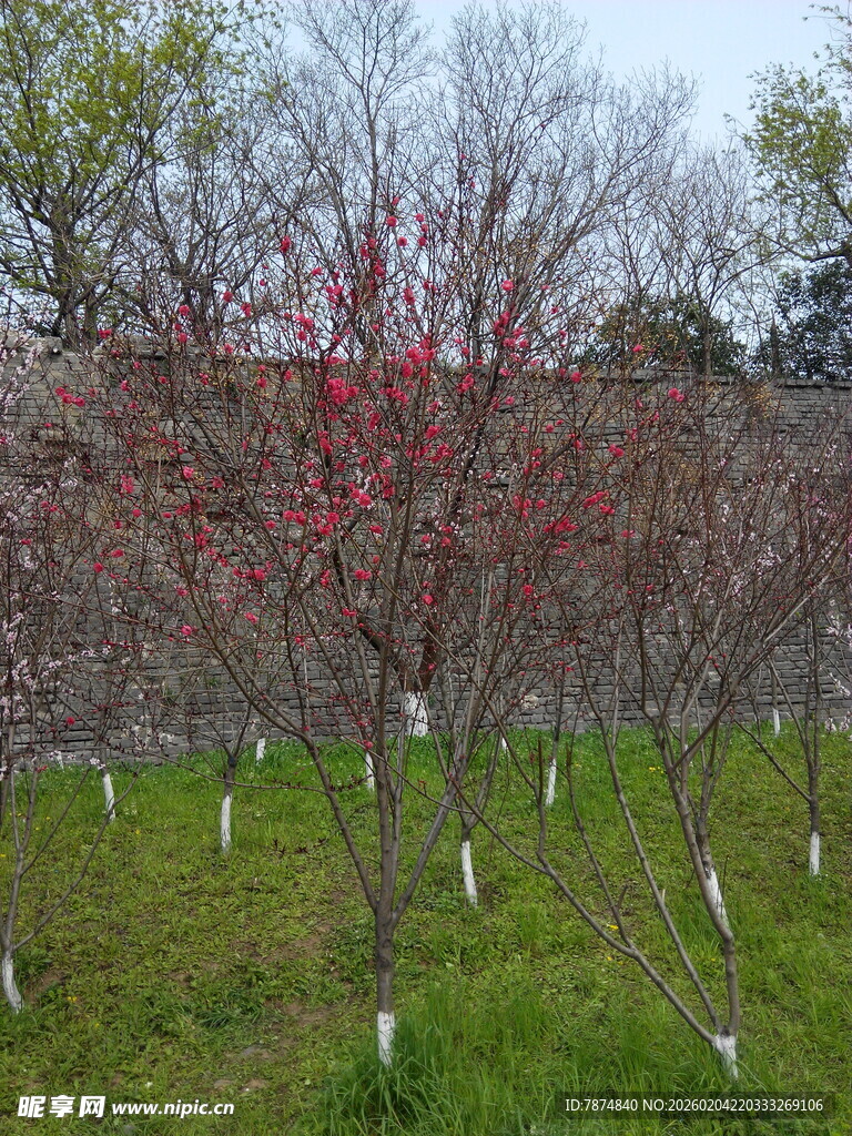 春日桃林 粉嫩花枝绽新景