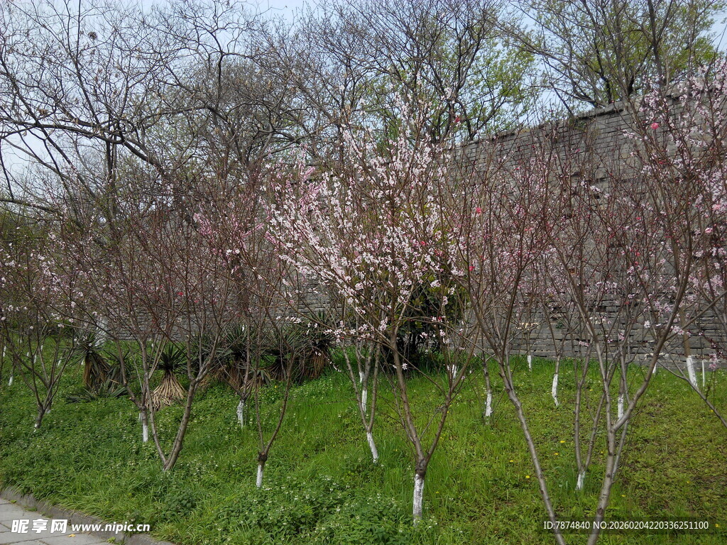 春日繁花盛开的绿地景观