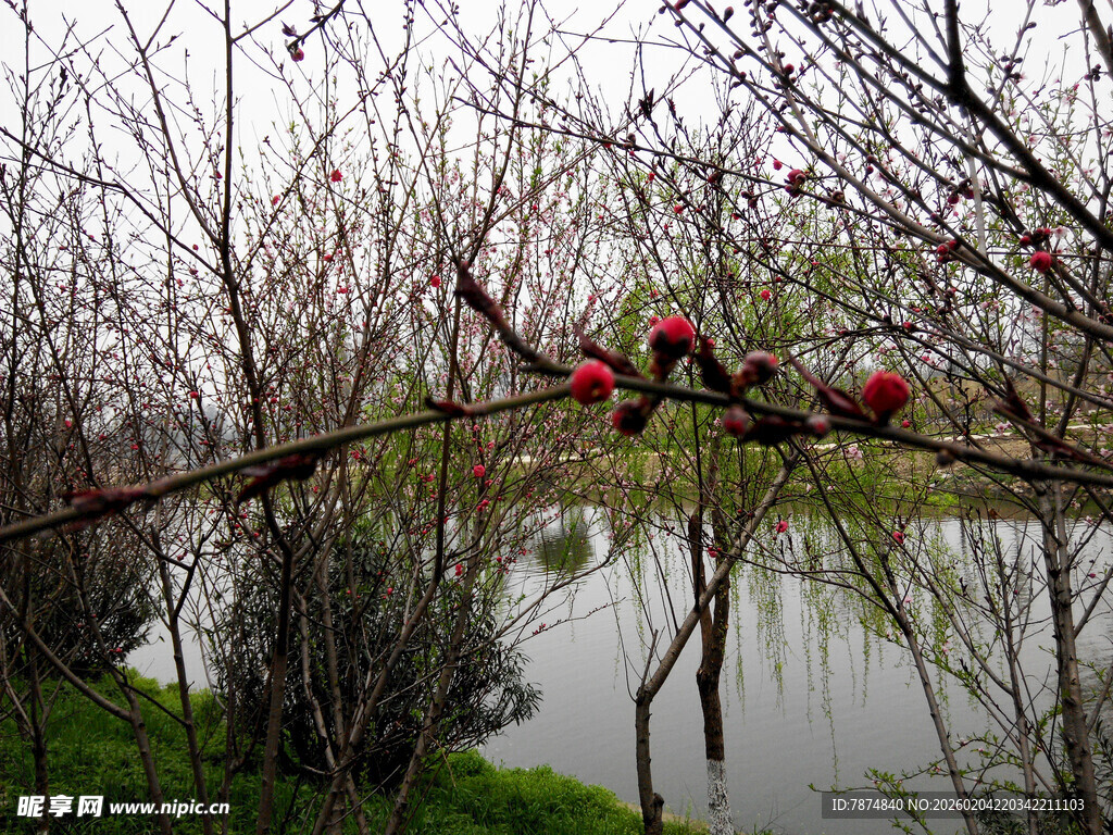 湖畔繁花枝头春意浓