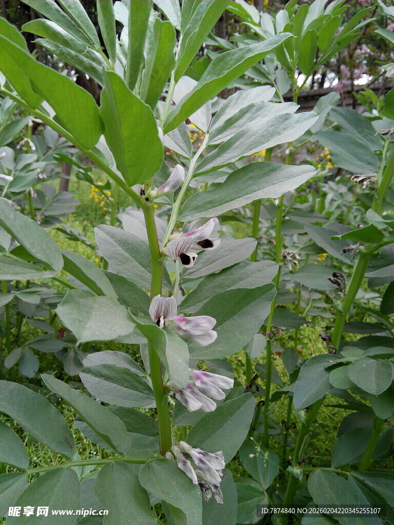 绿叶间的白色花朵