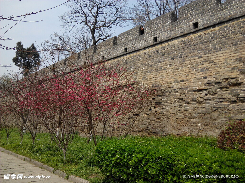 古城墙边绽放的烂漫花枝